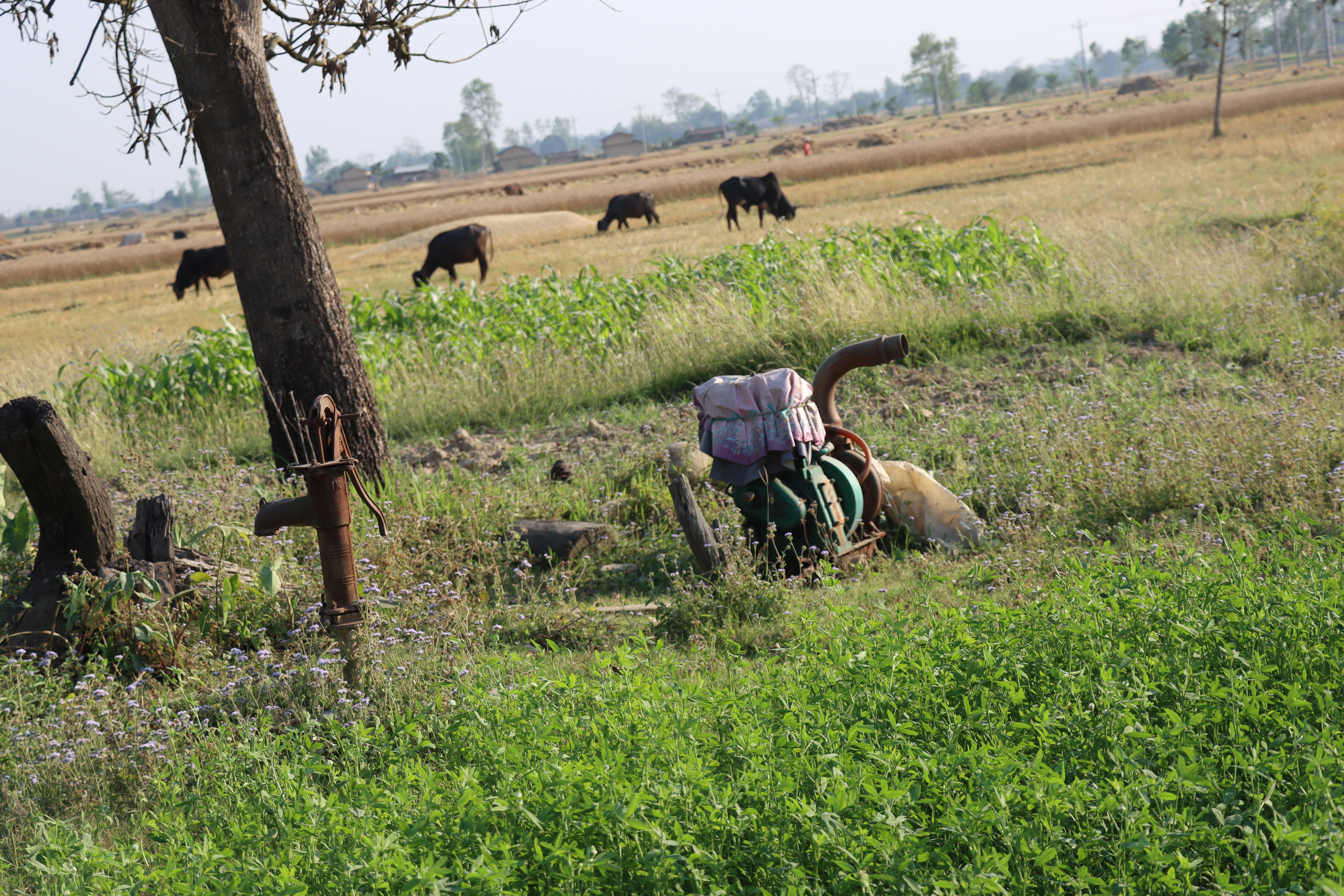 pani terain (3).JPG